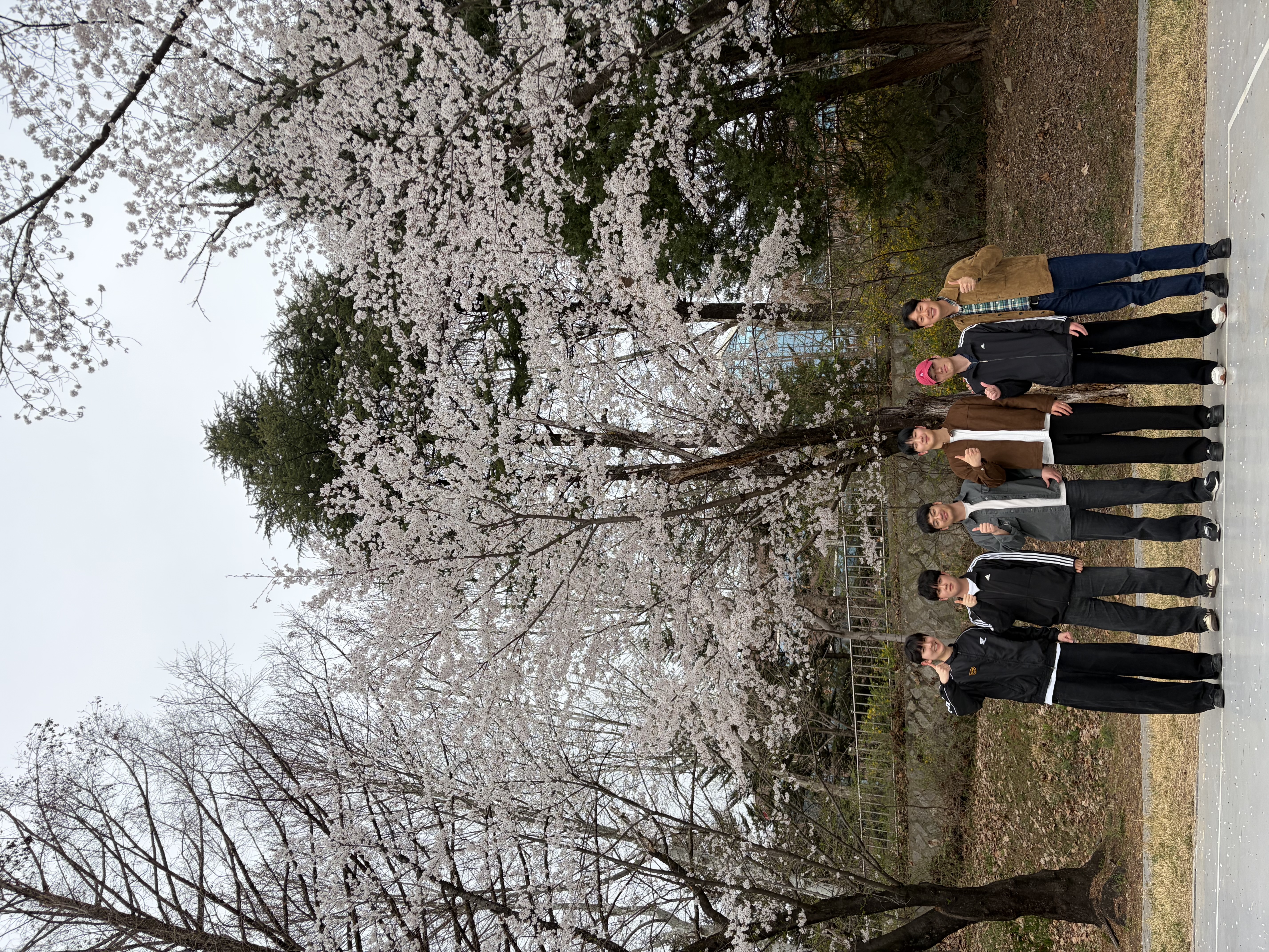 Cherry Blossom with Lab Members